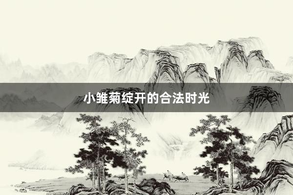 小雏菊绽开的合法时光